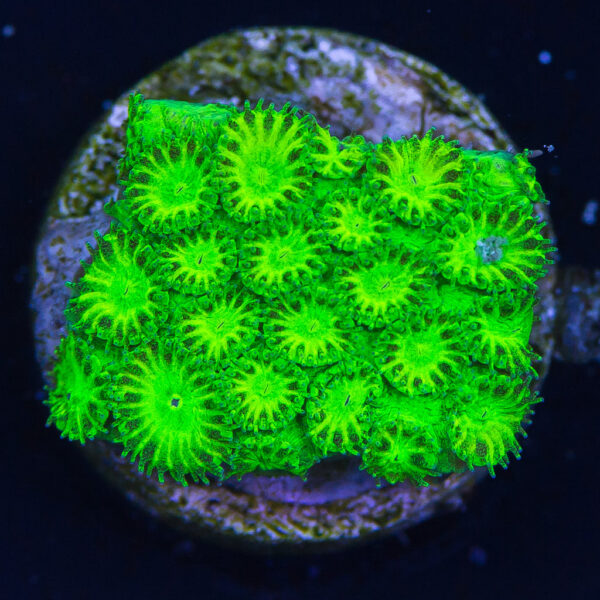 WWC Neon Plesiastrea Coral