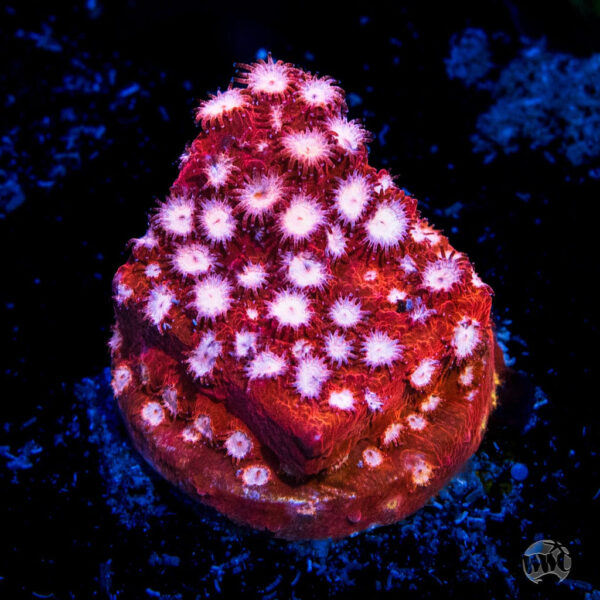 WWC Peppermint Cyphastrea Coral